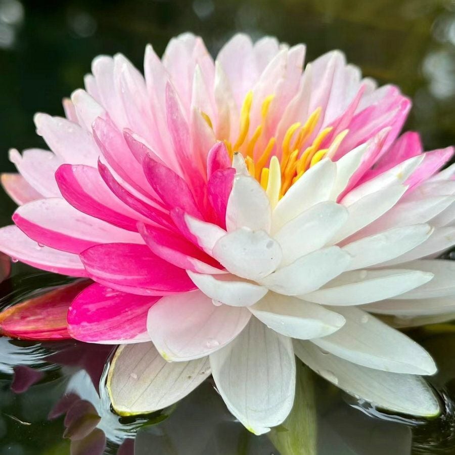 ๐The Sacred Bonsai Bowl Lotus Flower Seeds