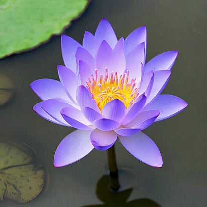 💐The Sacred Bonsai Bowl Lotus Flower Seeds