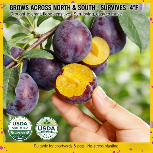 🌳LIMITED-TIME⏰🍑 Heirloom Non-GMO Grafted Plum Tree Live Seeds