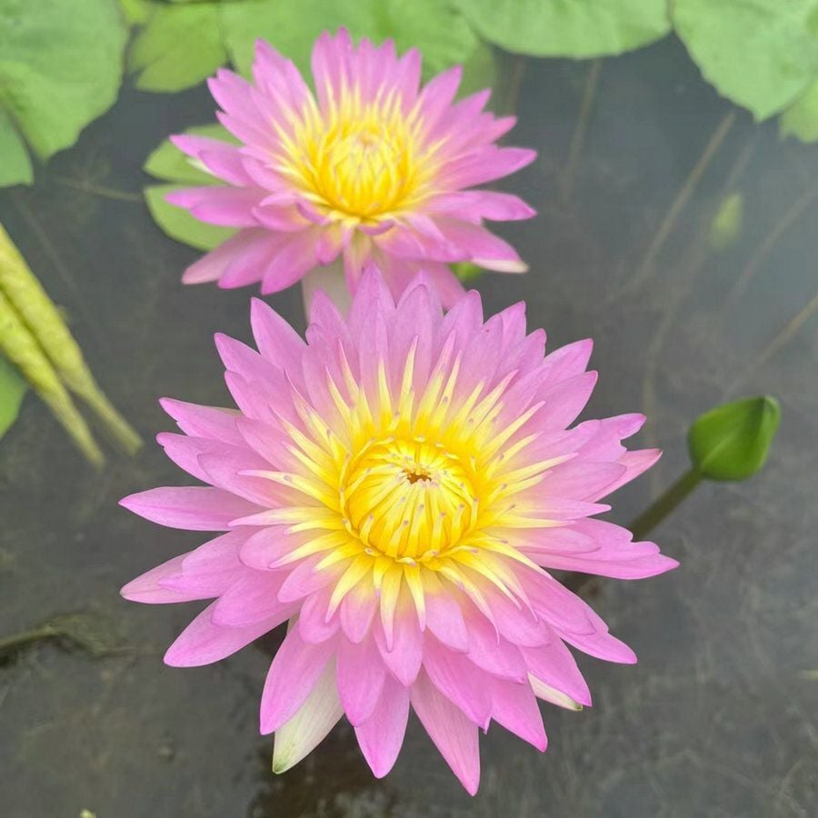 💐The Sacred Bonsai Bowl Lotus Flower Seeds