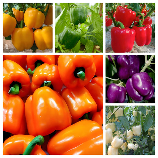 COLORFUL SWEET PEPPER SEEDS