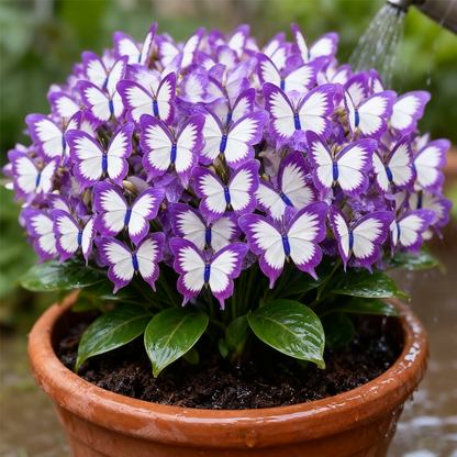 ✨Easy-to-Grow Seeds — Butterfly Blooms for a Living Garden