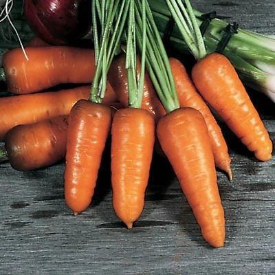 Carrot Royal Chantenay