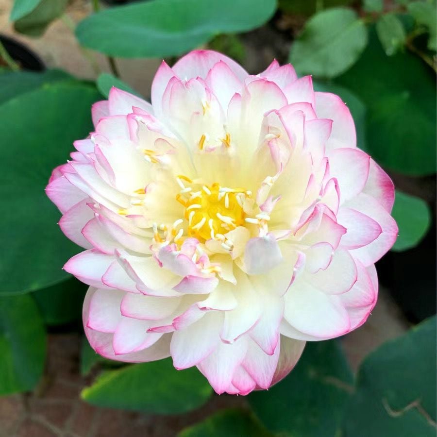 💐The Sacred Bonsai Bowl Lotus Flower Seeds
