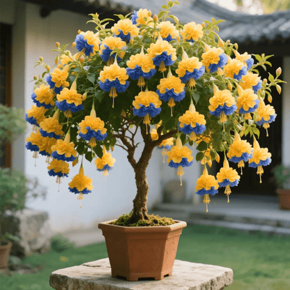 🌸 Double Fuchsia – Beautiful Shade-Loving Flowering Plants