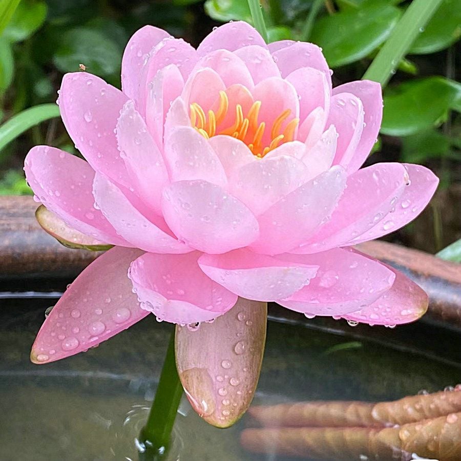 💐The Sacred Bonsai Bowl Lotus Flower Seeds
