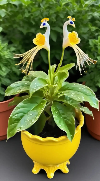 💎 Peacock Bloom Orchid